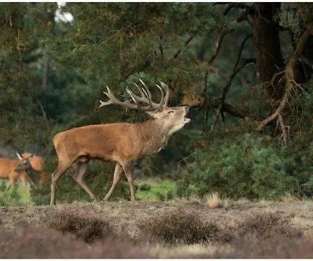 L'envolee Vakantiehuis