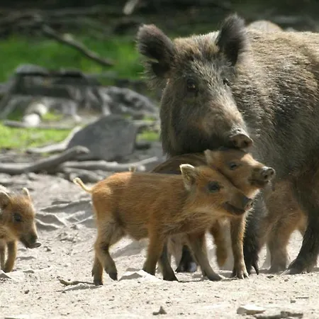 L'envolee Vakantiehuis Chiny